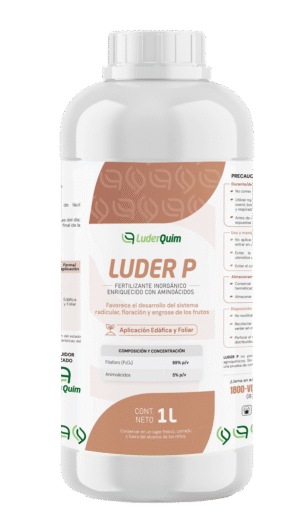LUDER P