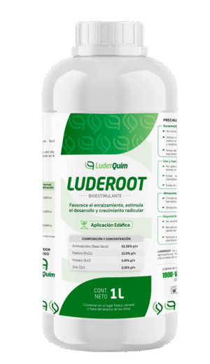 LUDER ROOT